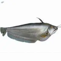 Boal Fish