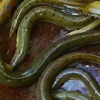 Bami Fish