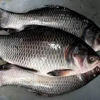 Catla Fish