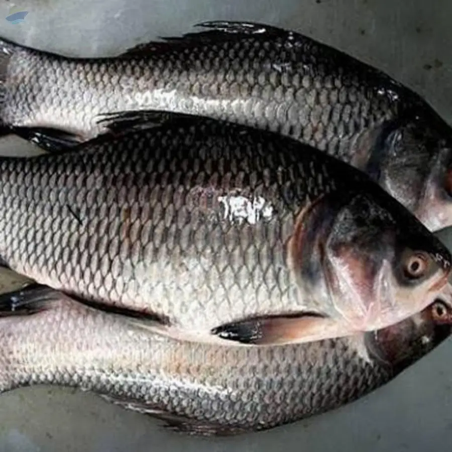 Catla Fish