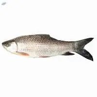 Mirgal Fish