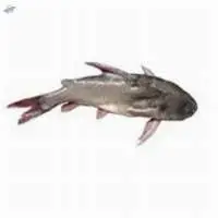 Ritha Fish