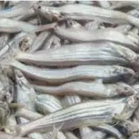 Kajoli Fish