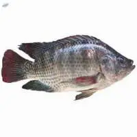 Tilapia
