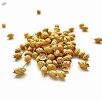 Coriander