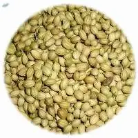 Organic Coriander Seeds Whole
