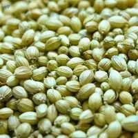 Coriander Seed