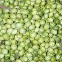 Cilantro Seeds