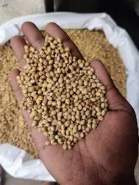Fresh Coriander Seeds