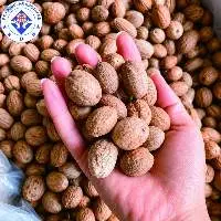 Nutmeg