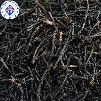 Clove Stem