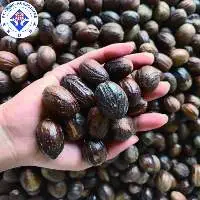 Premium Export Quality Nutmeg With Shell