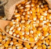Yellow Corn