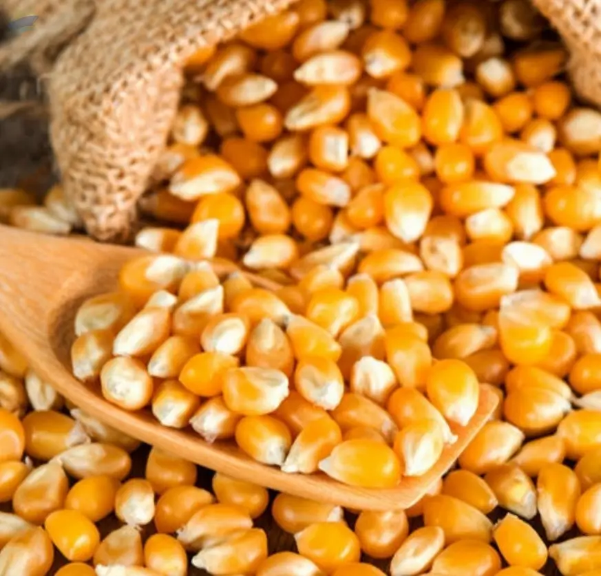Yellow Corn
