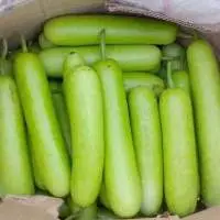 Bottle Gourd
