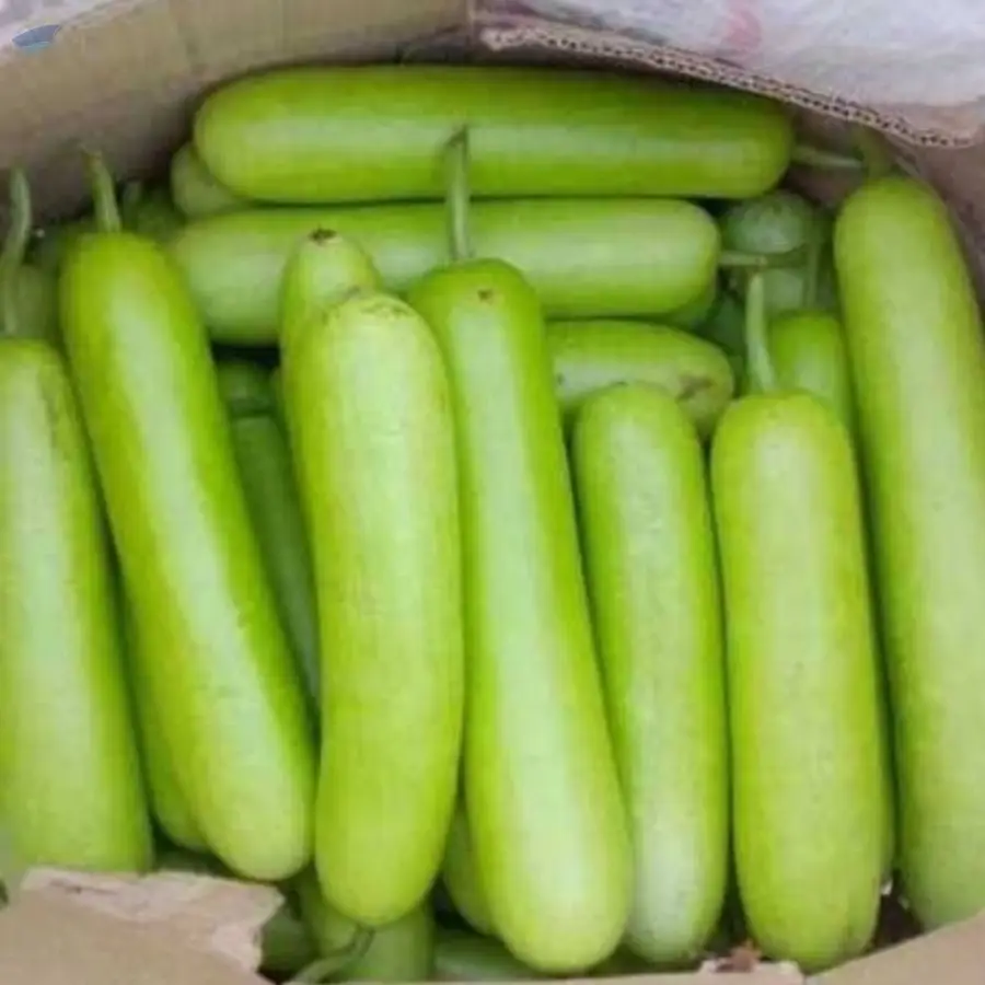 Bottle Gourd