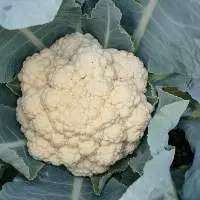 Cauliflower