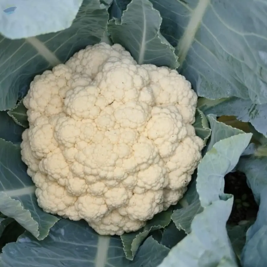 Cauliflower
