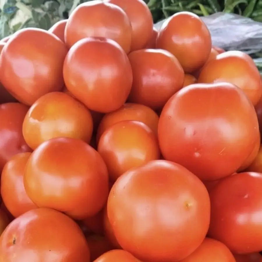 Tomato