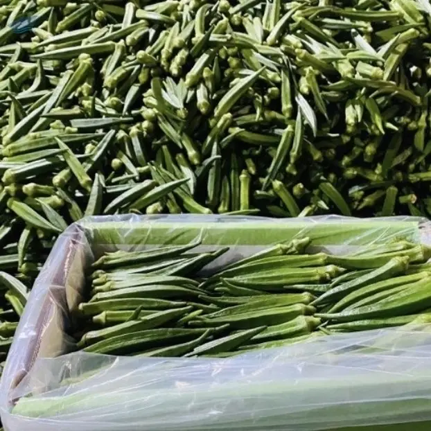 ladyfinger