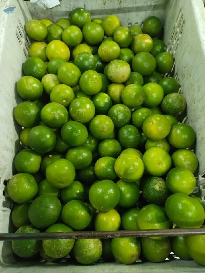 Lemon