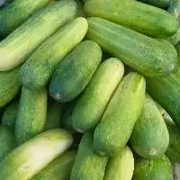 Cucumber