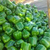 Capsicum