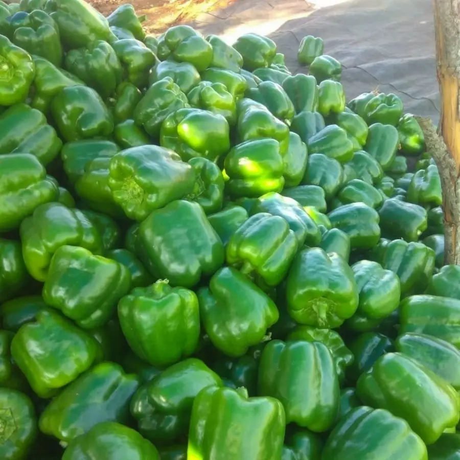 Capsicum