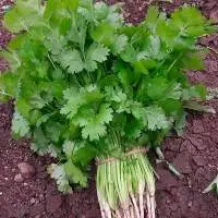 Coriander