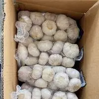 Garlic