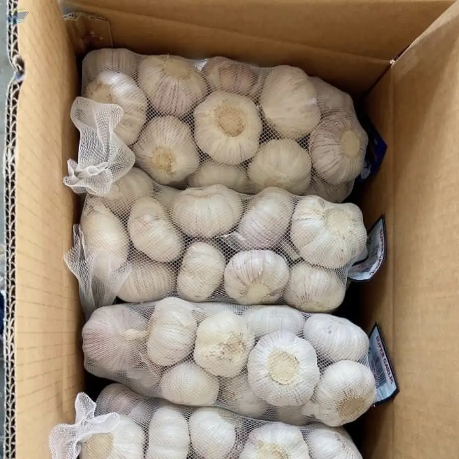 Garlic
