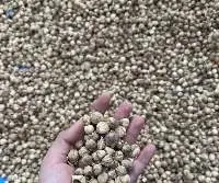 Cardamom