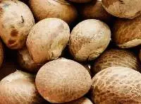 Whole Dries Betel Nut