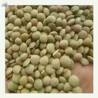 Canadian Green Lentils