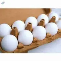 chicken white eggs