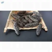 Dried Sea Cucumber