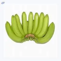 Fresh Green Cavendish Banana Best Quality