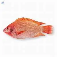 Frozen Red Tilapia Fish