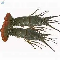 Lobster