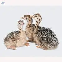 Ostrich Chicks