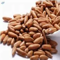Pecan Nuts