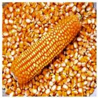 Yellow corn
