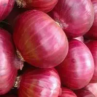 Onion