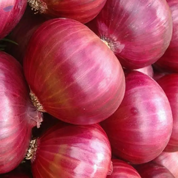 Onion