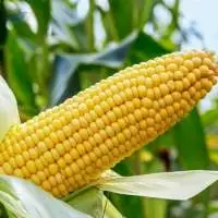 Maize