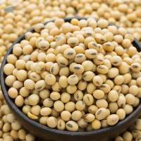 Soybean