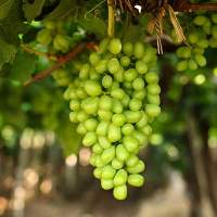 Grapes