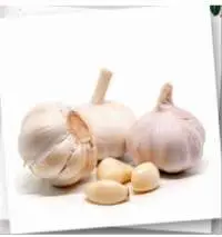 Garlic