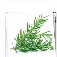 Rosemary