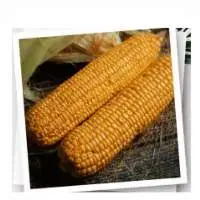 Maize